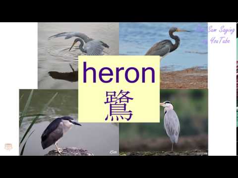 "HERON" in Cantonese (鷺) - Flashcard