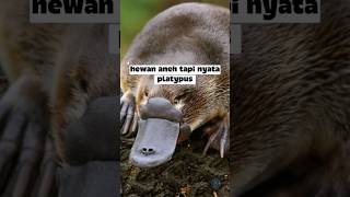 Download lagu Hewan Aneh Ini Dikira Tipuan, Tapi Nyata! 😱🦆#Platypus #HewanAneh #FaktaHewan #MisteriAlam #Otaktok mp3