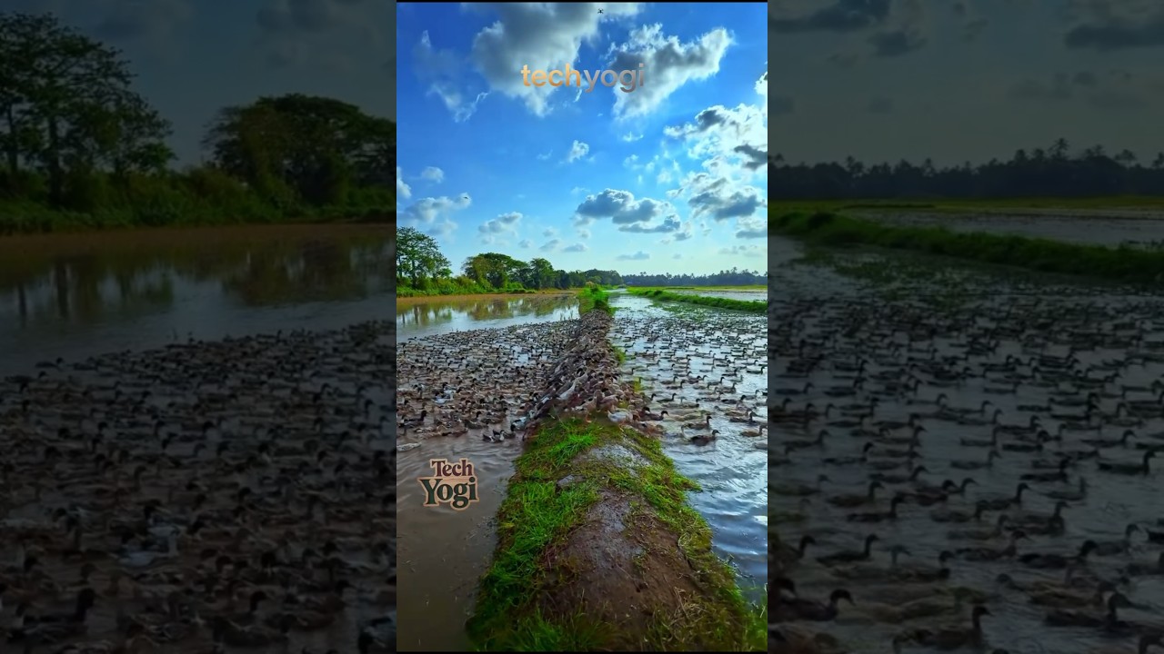 Serene nature at its finest: Ducks gliding through tranquil waters under the vast sky 👌 #techyogi