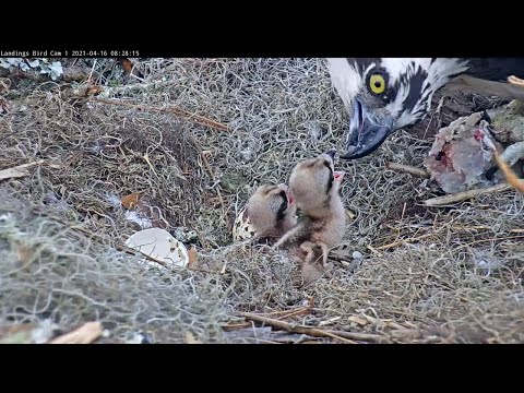 Second Chick Hatched! Female Feeds Two Osprey Chicks At Savannah Nest – April 16, 2021