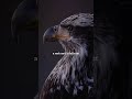 Eagle S Secret To Rebirth Painful Change Creates A New Life