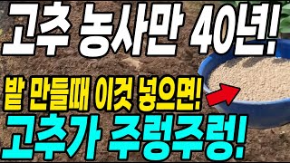 고추농사 40년차 고추밭 만들때 이것 넣으면 고추가 주렁주렁! 탄저병 총채 진딧물 한방에 해결방법!