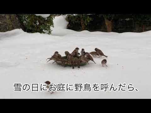 春に鳥に餌を与える方法は、必要な餌を提供することを知っています