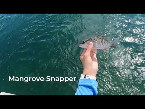 Florida Keys Multi Species Bridge Fishing