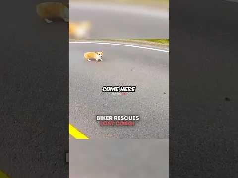 Biker Rescues LOST Corgi On Highway 🥹