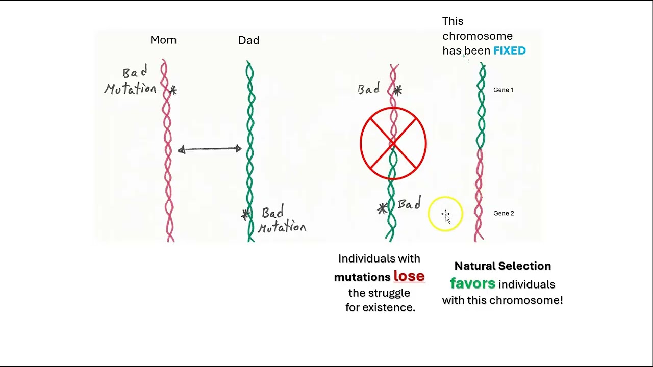 Sexual reproduction part 2: Recombination mixes genes