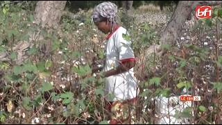 Salamata Zoungrana analyse la production, la transformation et l’exportation du coton au Burkina