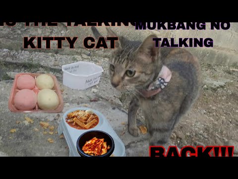 Is the talking kitty cat 15# - mukbang no talking
