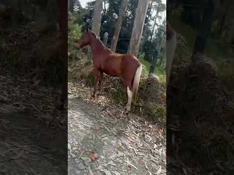 En La vereda Panamá en Pacho Cundinamarca.