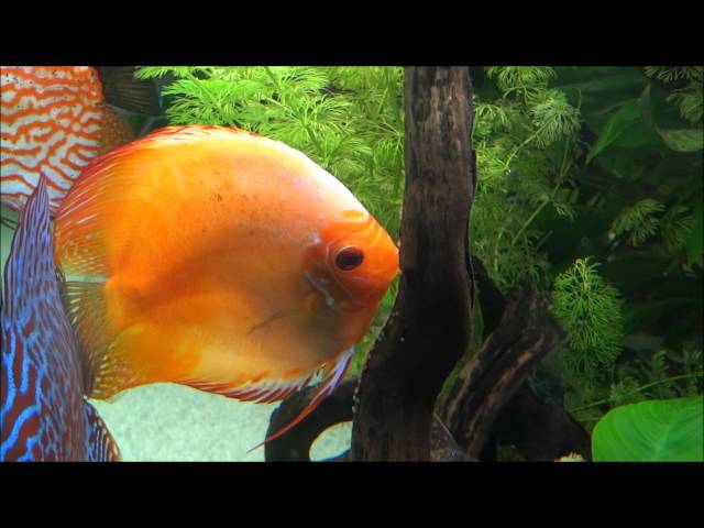 Aquarium HD - Discus Pair Breeding in Community Tank
