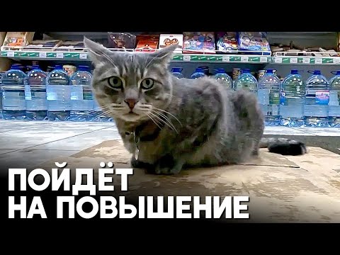Кота Сергея, «уволенного» из магазина в Зеленоградске, возьмут на другую работу