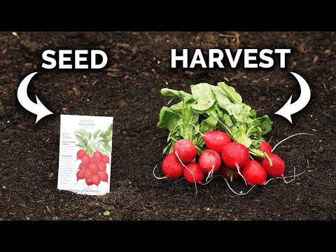 Growing Radishes, From Seed to Harvest 🌱