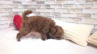 トイプードルの動画01