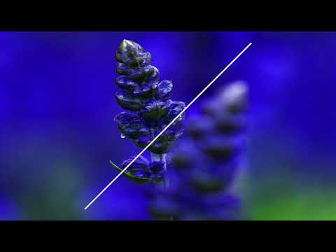 Franco Dalmati - More Words (Landhouse Remix)