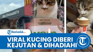 Viral Kisah Kucing Doyan Makan Ayam Goreng Tepung dan Es Krim 
