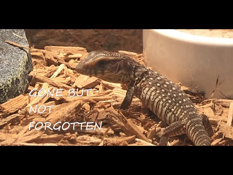 Funeral and Tribute For Opzilla....