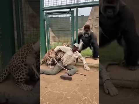 Wild Zoo Chaos: Silverback Gorilla Saves Guardian from Leopard Attack – Real Wildlife Footage"