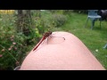 Common Darter? dragonfly paying me a visit.