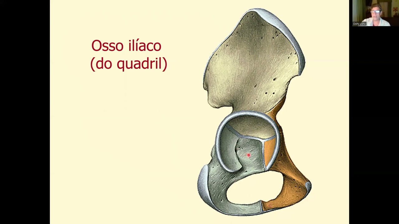 OSSOS E COMPLEXOS ARTICULARES DO MEMBRO INFERIOR