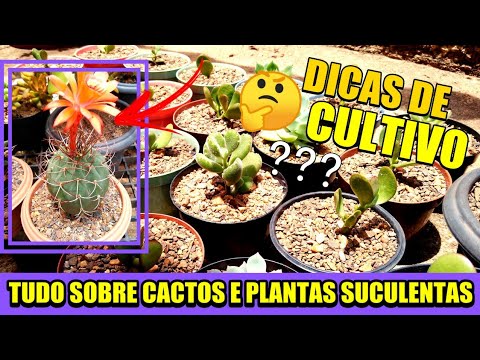 , title : 'Cactos e Plantas Suculentas dicas de cultivo 🙏'