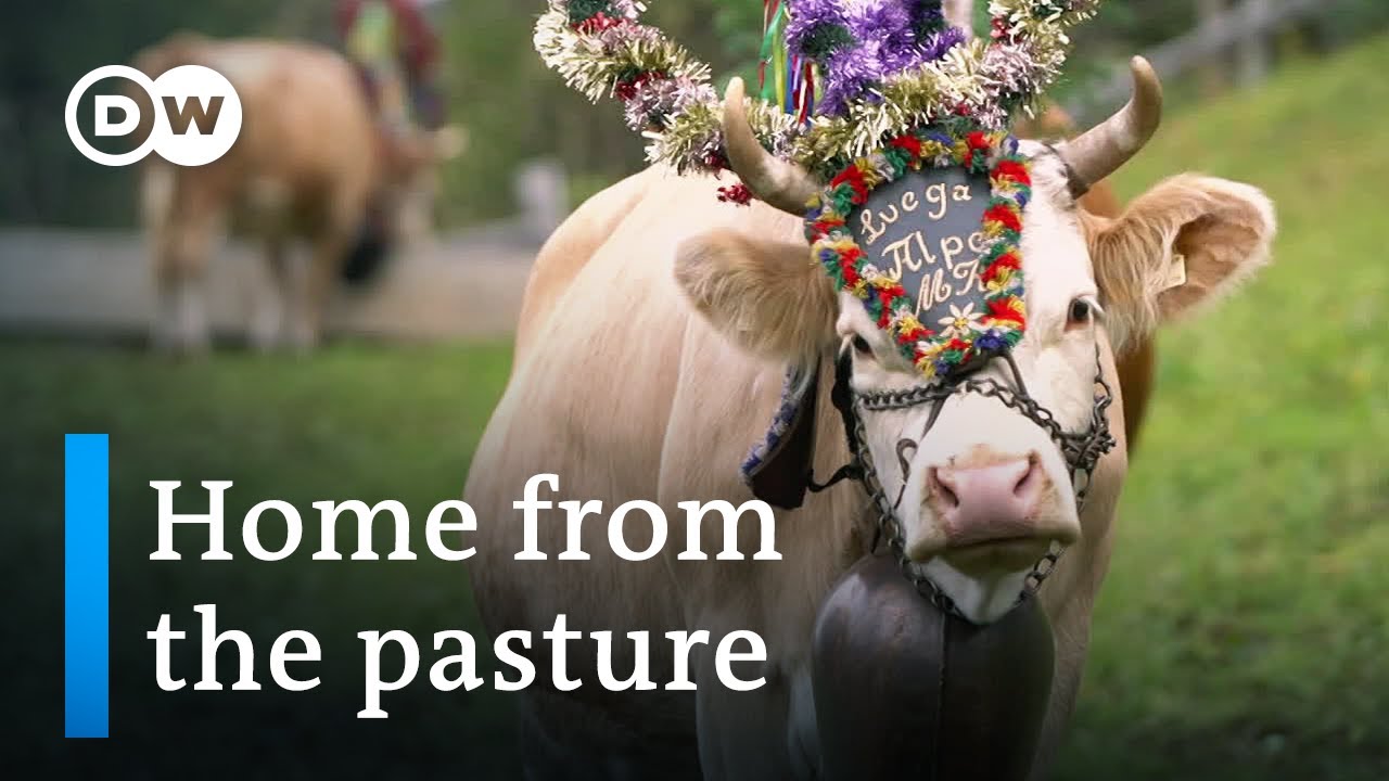 Mountain traditions: Costumed cattle parade in the Alps