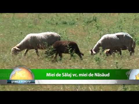 Ce probleme au ciobanii din judetul Salaj