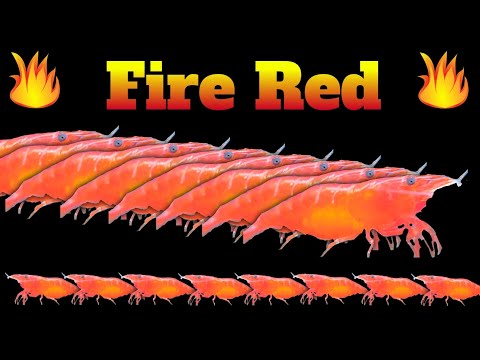 SPECIAL PROJECT FIRE RED - How to Breed the BEST Fire Red Shrimp