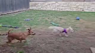 Video preview image #1 Havamalt Puppy For Sale in McKinney, TX, USA