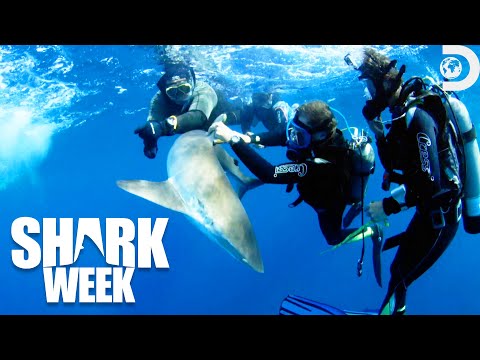 Most Thrilling Moments from Shark Week's Sharksanity: The Return 2015 | Discovery
