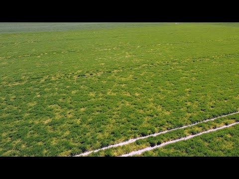 182. Feldexkursion: Was ist mit der Wintergerste los? - NU Agrar, 28.04.2021