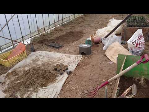 黄色ズッキーニ:最高の品種