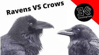 What’s the difference between ravens and crows?