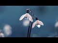 Collective Soul The World I Know (With Lyrics)