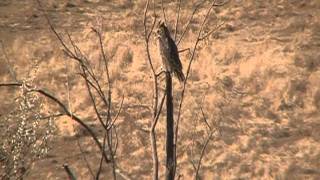 preview picture of video 'Great Horned Owl near Mitchell South Dakota'