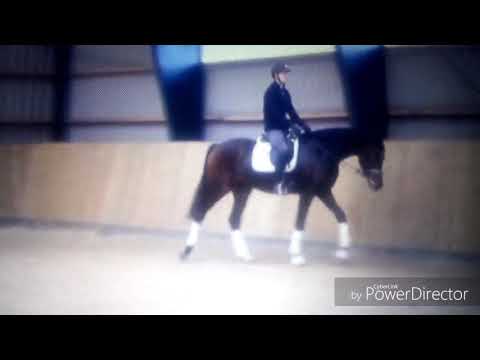 Dante Weltino / Blue Hors Zack