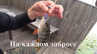 Цвет джига для окуня