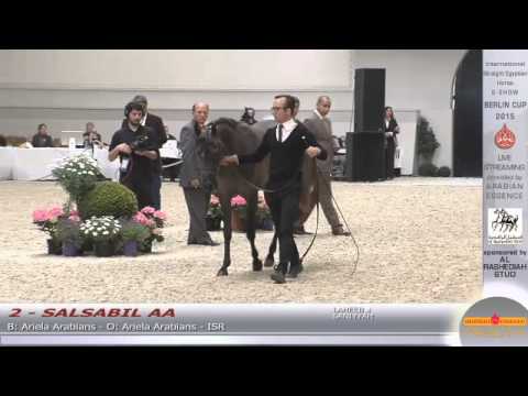 N.2 SALSABIL AA - Berlin Cup S-Show Werder 2015 - Fillies 2 years old (Class 4)