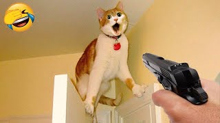 Hilarious Cats Fail 😂 Try Not to Laugh Challenge