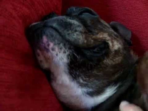 Miss CloClo ronronne de plaisir ...