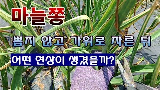 [텃밭농부 1,896]  마늘쫑을 뽑지 않고 자른 후 어떤 현상이 생길까? #마늘쫑 #마늘재배