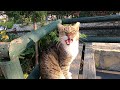 Cherry Cat Woke Up And Started Meowing Loudly As Soon As She Saw Me