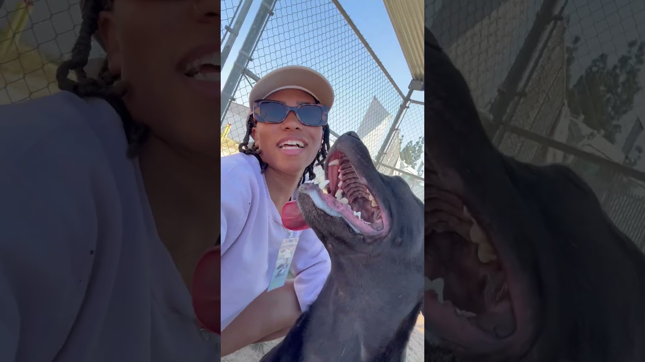 Enlarge Colby -- URGENT! LONGTIME RESIDENT!, an adoptable mixed breed in Thousand Oaks, CA video 2/2