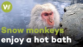 Snow monkeys take a dip in a hot spring to stay warm in the freezing cold