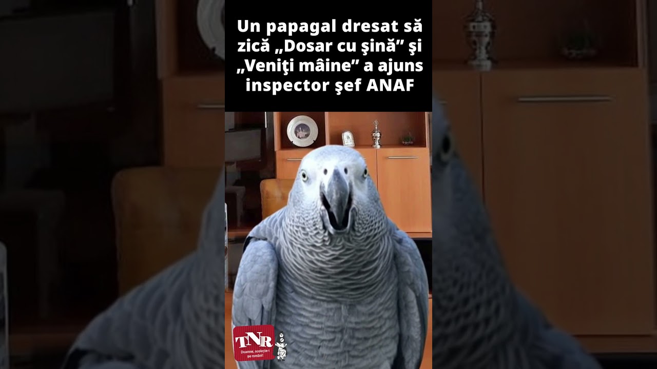 Un papagal dresat să zică „Dosar cu şină” şi „Veniţi mâine” a ajuns inspector şef ANAF