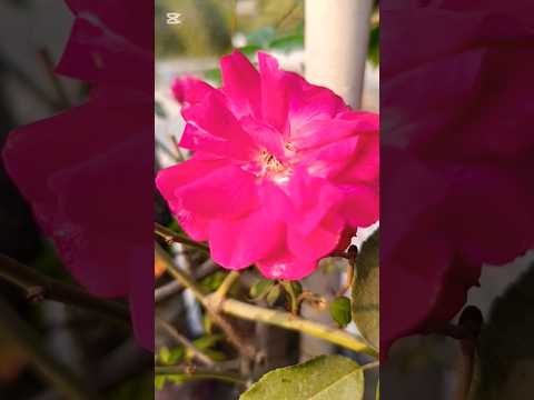 Happy Rose Day 💕#happyrosedaywishes #shorts #ytshorts #ytstudio #yt #subscribe #shamima's dream