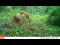 4 fawns