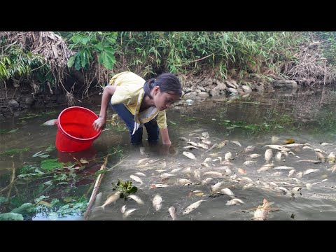 Orphan Girl Goes To The Forest Harvest Fish and Snails To Sell - Homeless Life, Free Bushcraft