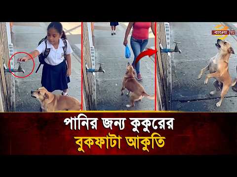 একটু পানির জন্য কুকুরের বুকফা'টা আকুতি, সবাই পাশ কা'টিয়ে গেলেও শেষে যা হলো | Bangla TV