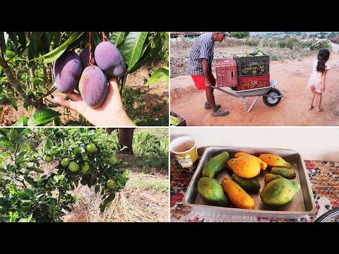 Showing off my mini vegetable garden and fruit trees.