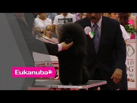 World Dog Show 2013 - Group IX Judging